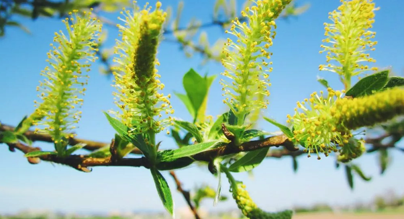 willow bark anti-aging